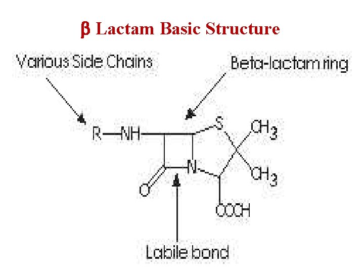 b Lactam Basic Structure 