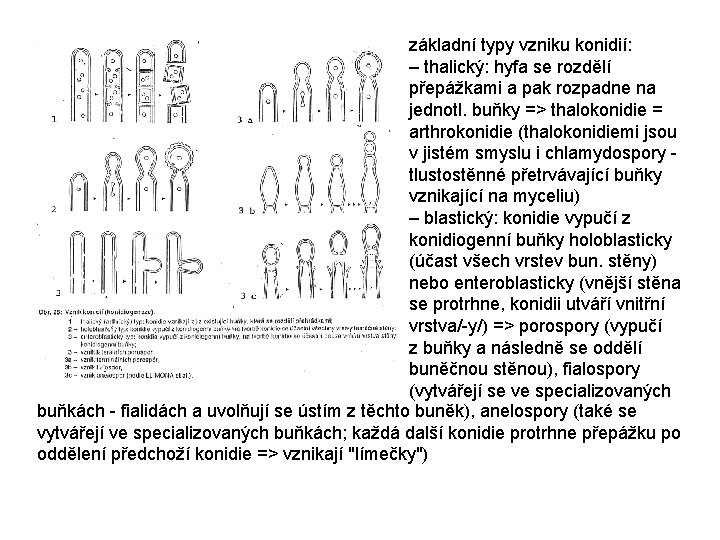 základní typy vzniku konidií: – thalický: hyfa se rozdělí přepážkami a pak rozpadne na