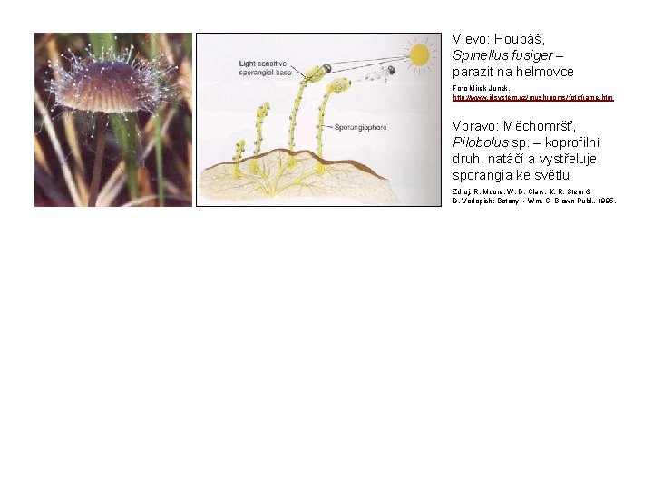 Vlevo: Houbáš, Spinellus fusiger – parazit na helmovce Foto Mirek Junek, http: //www. idsystem.