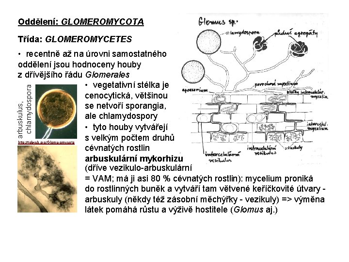 Oddělení: GLOMEROMYCOTA Třída: GLOMEROMYCETES arbuskulus, chlamydospora • recentně až na úrovni samostatného oddělení jsou