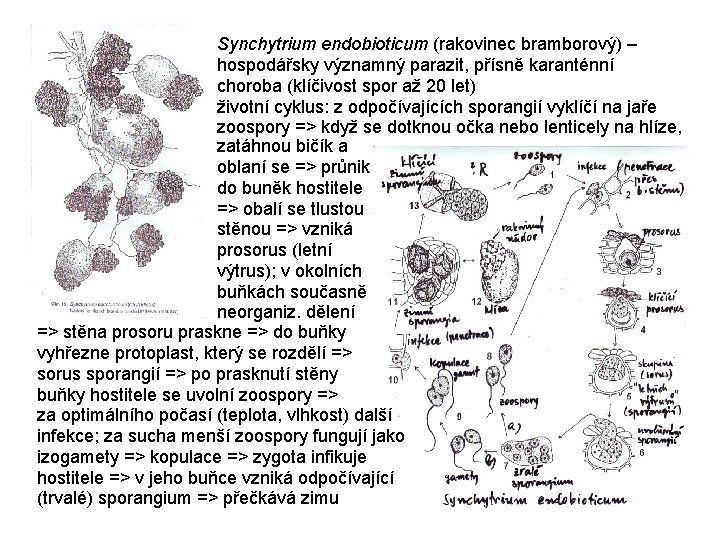 Synchytrium endobioticum (rakovinec bramborový) – hospodářsky významný parazit, přísně karanténní choroba (klíčivost spor až