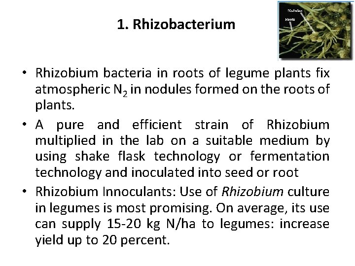 1. Rhizobacterium • Rhizobium bacteria in roots of legume plants fix atmospheric N 2