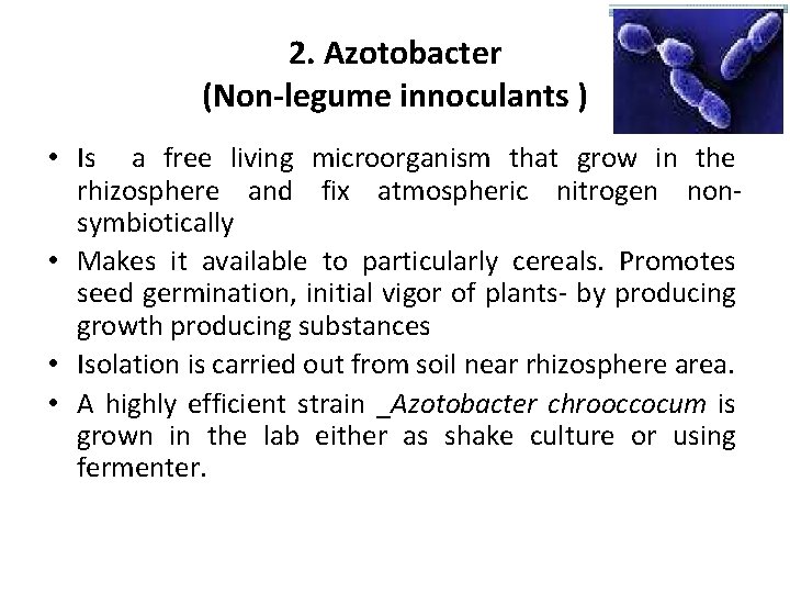 2. Azotobacter (Non-legume innoculants ) • Is a free living microorganism that grow in