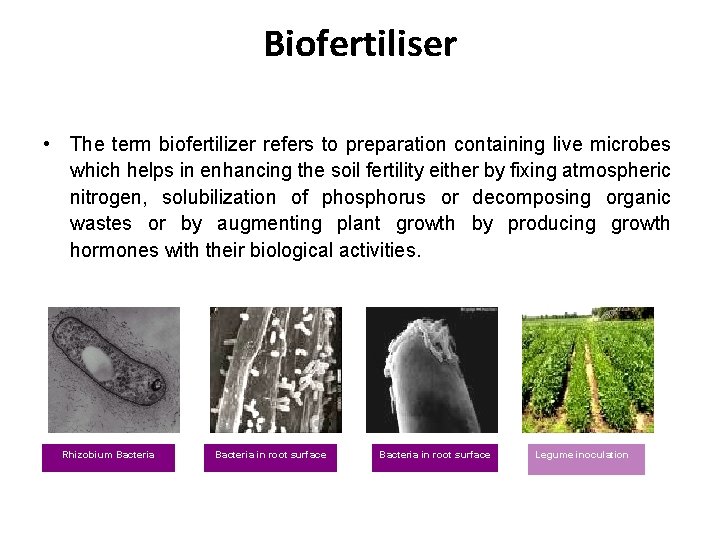 Biofertiliser • The term biofertilizer refers to preparation containing live microbes which helps in