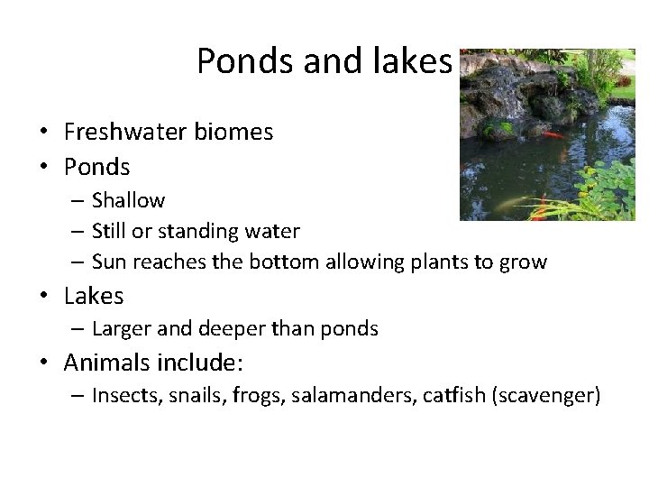 Ponds and lakes • Freshwater biomes • Ponds – Shallow – Still or standing