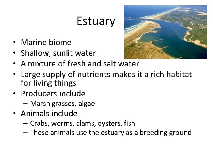 Estuary Marine biome Shallow, sunlit water A mixture of fresh and salt water Large