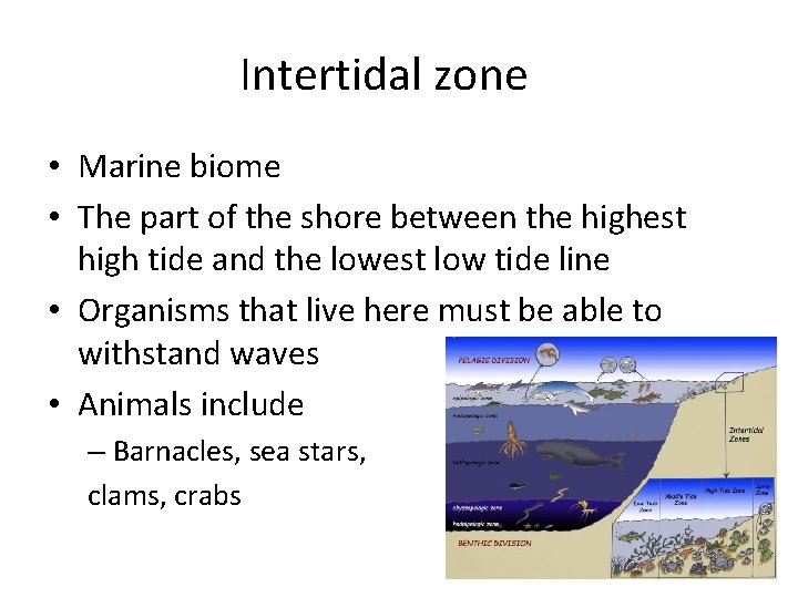 Intertidal zone • Marine biome • The part of the shore between the highest
