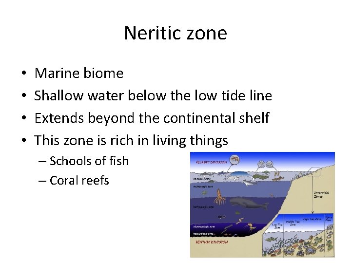 Neritic zone • • Marine biome Shallow water below the low tide line Extends