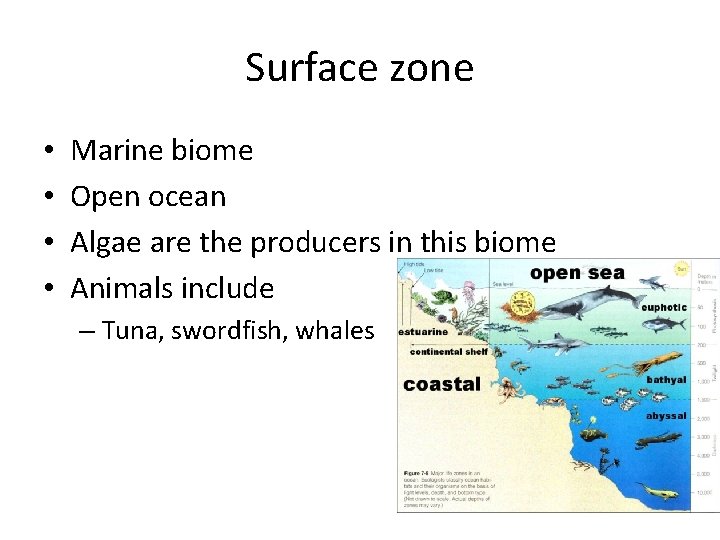 Surface zone • • Marine biome Open ocean Algae are the producers in this