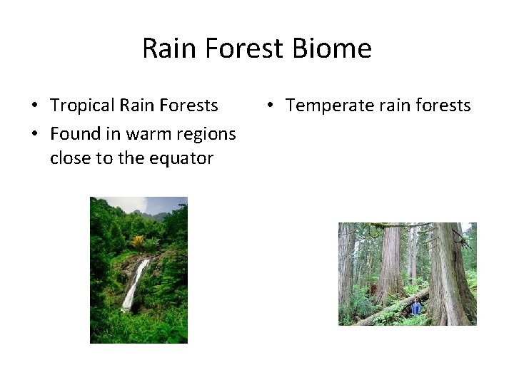 Rain Forest Biome • Tropical Rain Forests • Found in warm regions close to