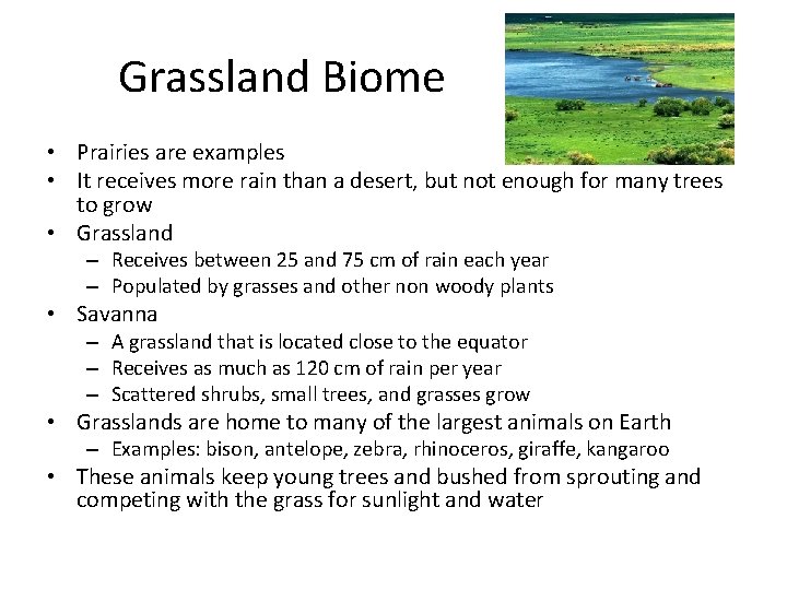 Grassland Biome • Prairies are examples • It receives more rain than a desert,