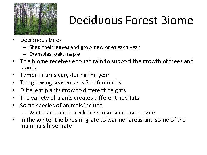 Deciduous Forest Biome • Deciduous trees – Shed their leaves and grow new ones