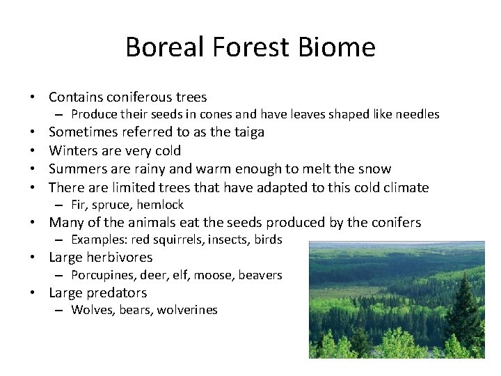Boreal Forest Biome • Contains coniferous trees – Produce their seeds in cones and