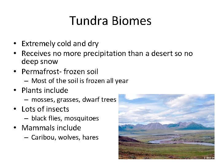 Tundra Biomes • Extremely cold and dry • Receives no more precipitation than a