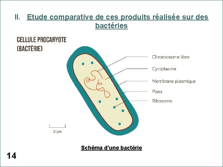 II. Etude comparative de ces produits réalisée sur des bactéries 14 Schéma d’une bactérie