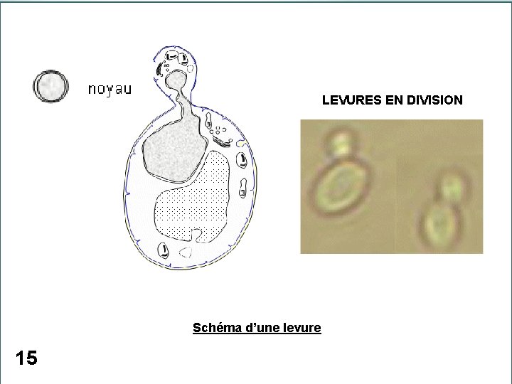 LEVURES EN DIVISION Schéma d’une levure 15 