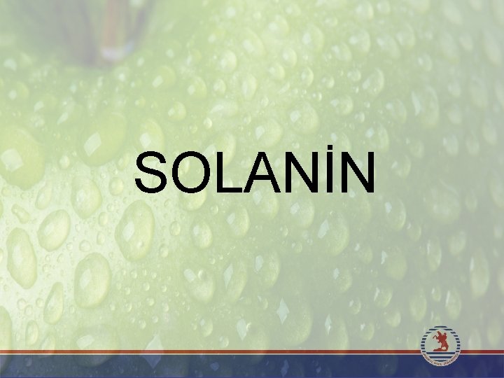 SOLANİN 