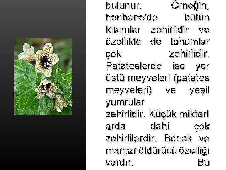 bulunur. Örneğin, henbane'de bütün kısımlar zehirlidir ve özellikle de tohumlar çok zehirlidir. Patateslerde ise