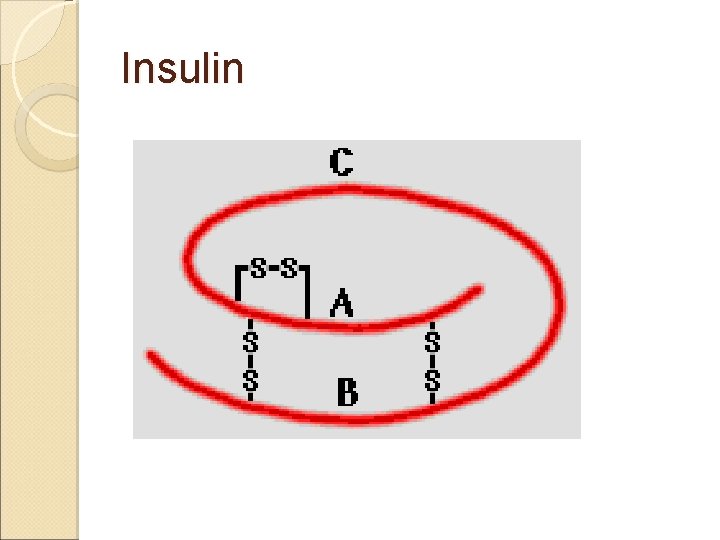 Insulin 