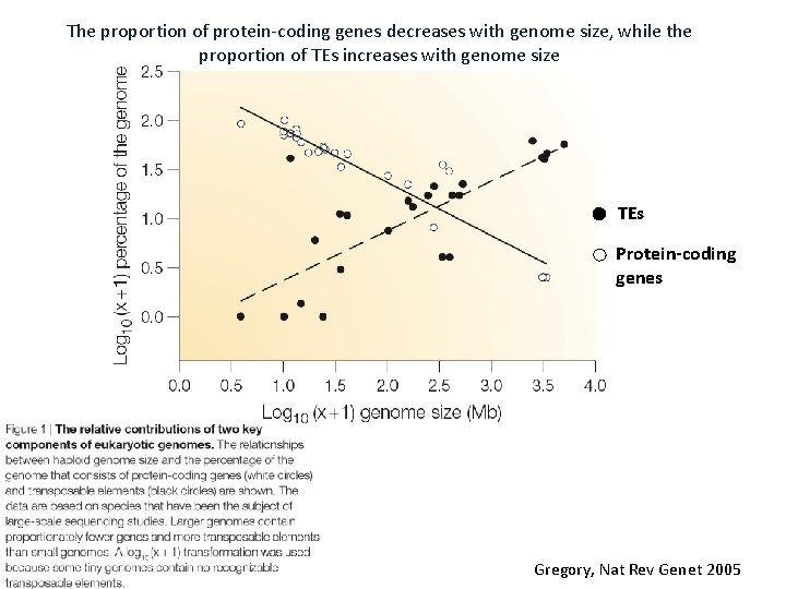 The proportion of protein-coding genes decreases with genome size, while the proportion of TEs