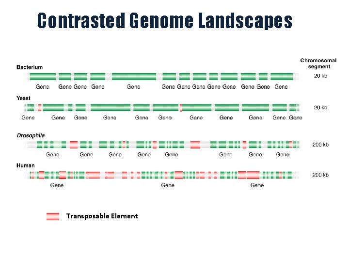 Contrasted Genome Landscapes Transposable Element 