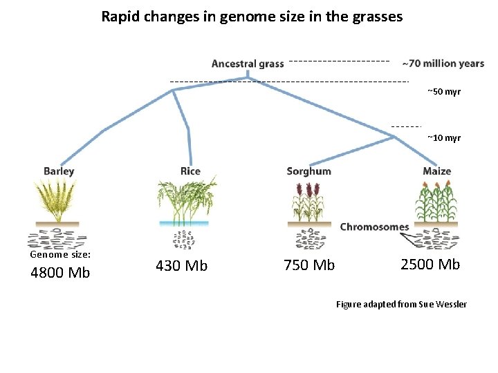 Rapid changes in genome size in the grasses ~50 myr ~10 myr Genome size: