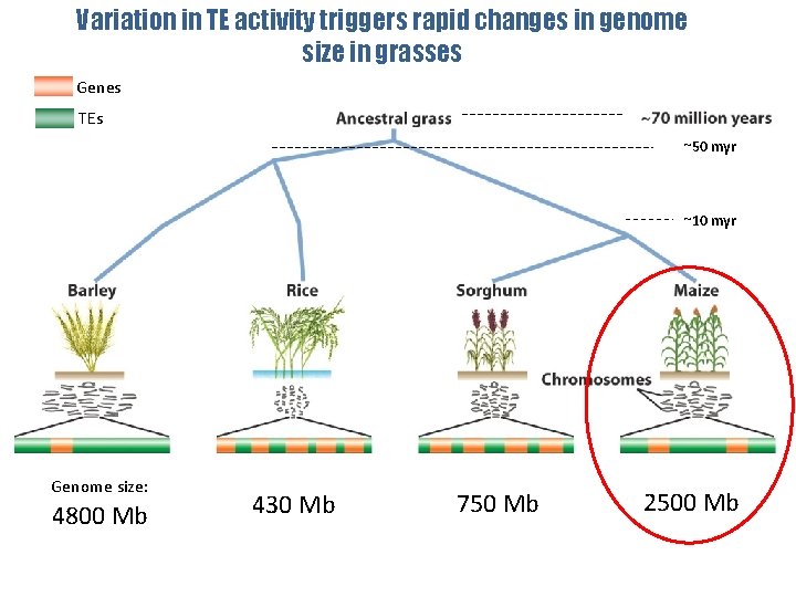 Variation in TE activity triggers rapid changes in genome size in grasses Genes TEs