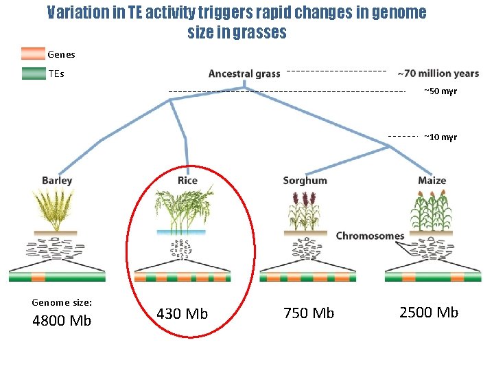 Variation in TE activity triggers rapid changes in genome size in grasses Genes TEs