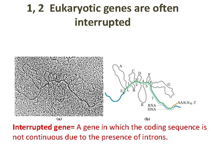 1, 2 Eukaryotic genes are often interrupted Interrupted gene= A gene in which the