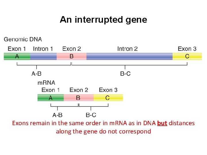 An interrupted gene Exons remain in the same order in m. RNA as in