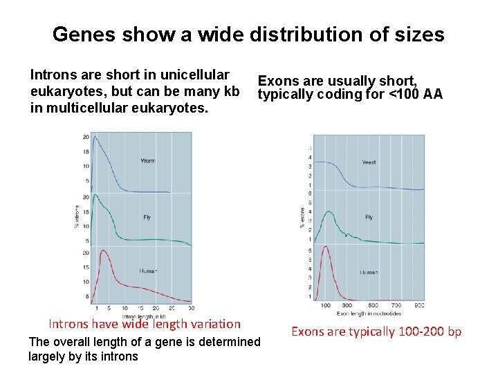 Genes show a wide distribution of sizes Introns are short in unicellular eukaryotes, but