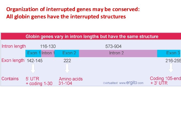 Organization of interrupted genes may be conserved: All globin genes have the interrupted structures