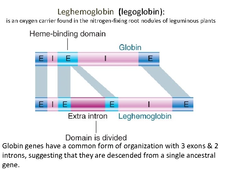 Leghemoglobin (legoglobin): is an oxygen carrier found in the nitrogen-fixing root nodules of leguminous