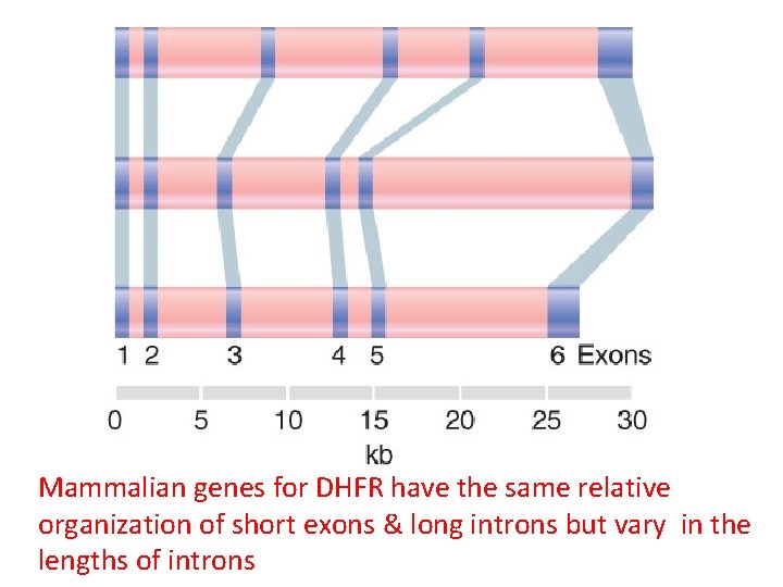 Mammalian genes for DHFR have the same relative organization of short exons & long