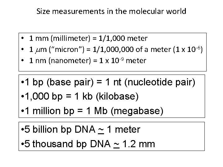 Size measurements in the molecular world • 1 mm (millimeter) = 1/1, 000 meter