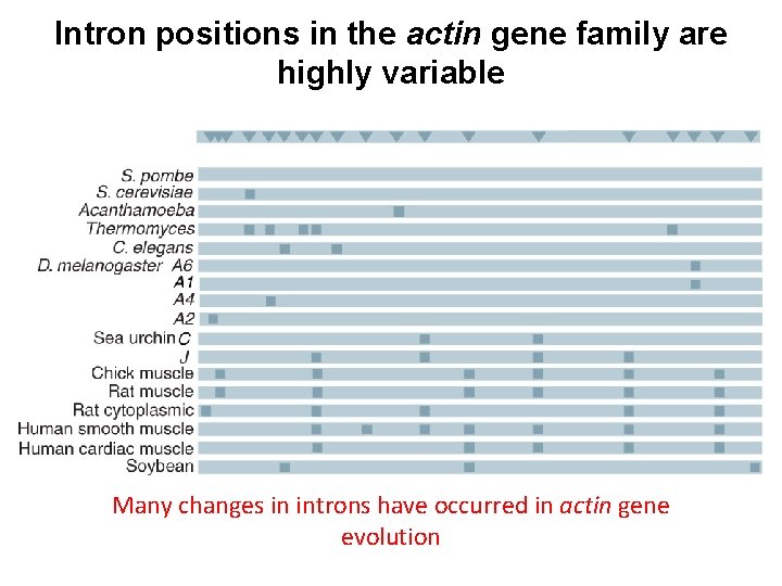 Intron positions in the actin gene family are highly variable Many changes in introns