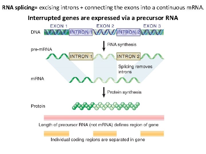 RNA splicing= excising introns + connecting the exons into a continuous m. RNA. Interrupted