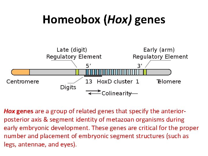 Homeobox (Hox) genes Hox genes are a group of related genes that specify the