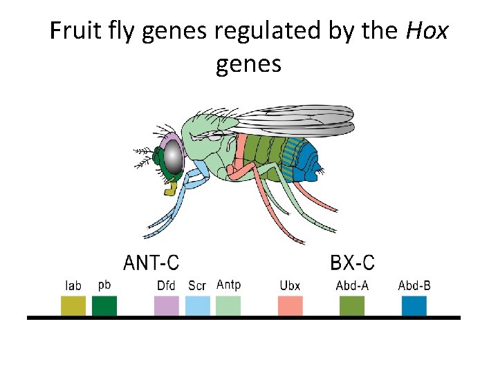 Fruit fly genes regulated by the Hox genes 