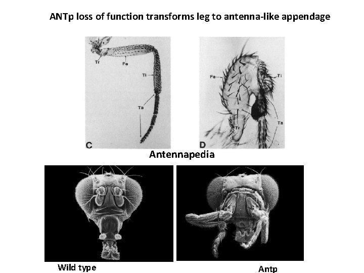 ANTp loss of function transforms leg to antenna-like appendage Antennapedia Wild type Antp 