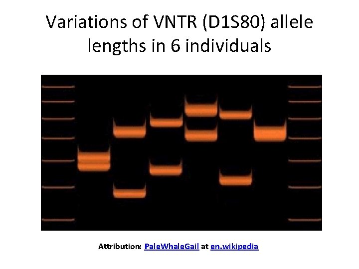 Variations of VNTR (D 1 S 80) allele lengths in 6 individuals Attribution: Pale.