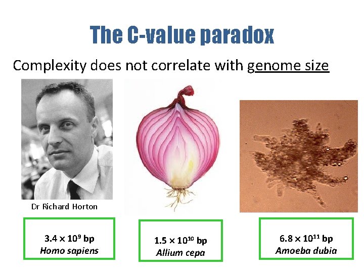 The C-value paradox Complexity does not correlate with genome size Dr Richard Horton 3.