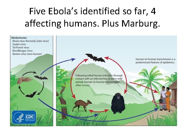 Five Ebola’s identified so far, 4 affecting humans. Plus Marburg. 