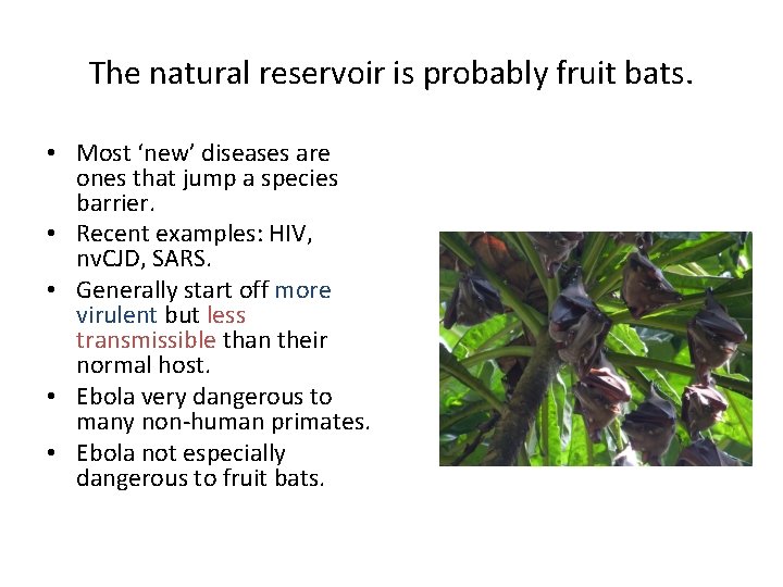 The natural reservoir is probably fruit bats. • Most ‘new’ diseases are ones that