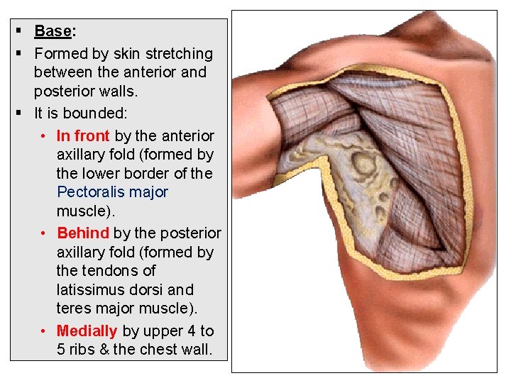 § Base: § Formed by skin stretching between the anterior and posterior walls. § § Base: § Formed by skin stretching between the anterior and posterior walls. §