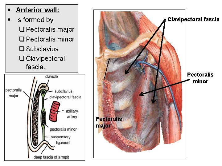 § Anterior wall: § Is formed by q Pectoralis major q Pectoralis minor q