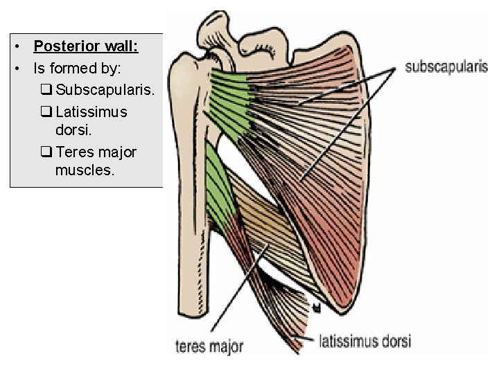 • Posterior wall: • Is formed by: q Subscapularis. q Latissimus dorsi. q  • Posterior wall: • Is formed by: q Subscapularis. q Latissimus dorsi. q