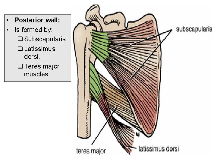  • Posterior wall: • Is formed by: q Subscapularis. q Latissimus dorsi. q