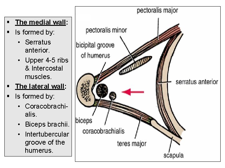 § The medial wall: § Is formed by: • Serratus anterior. • Upper 4