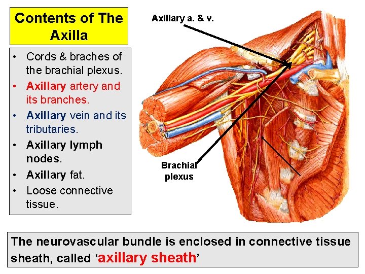 Contents of The Axilla • Cords & braches of the brachial plexus. • Axillary